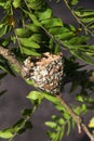 Hummingbird nest on a tree branch