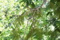 Hummingbird in nest