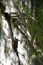 Hummingbird in nest