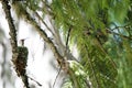 Hummingbird in nest