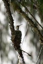 Hummingbird in nest