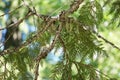 Hummingbird in nest