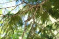 Hummingbird in nest