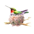 Hummingbird in the Nest Watercolor Bird Illustration Hand Drawn Royalty Free Stock Photo