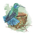 Hummingbird in the nest. Watercolor illustration of a sitting tropical Bird. Hand drawn Colibri on isolated background Royalty Free Stock Photo