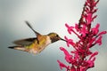 Hummingbird on Odontonema Royalty Free Stock Photo