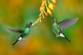 Hummingbird with orange flower. Two flying hummingbird, bird in fly. Action scene with hummingbird. Tourmaline Sunangel eating nec