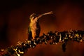 Hummingbird orange sunset. Bird in evening sunset with Talamanca admirable hummingbird, Eugenes spectabilis, portrait of beautiful