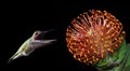 Hummingbird over black background with tropical flowers Royalty Free Stock Photo