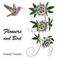 Hummingbird and Passiflora Postcard