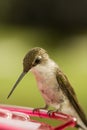 Hummingbird Pausing