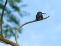 Hummingbird perched on branch