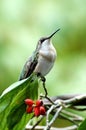 Hummingbird Perched on Branch