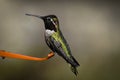 Hummingbird perched on branch