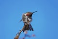 Hummingbird perched on branch