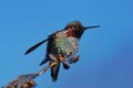 Hummingbird perched on branch