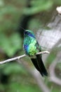 Hummingbird Royalty Free Stock Photo