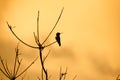 Hummingbird Perched on Dead Tree