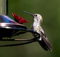 Hummingbird perched on a feeder showing magnificent tail feathers Royalty Free Stock Photo