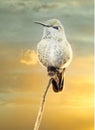 Hummingbird Perched Golden Sky Clouds Background