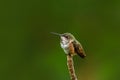 Hummingbird perched on magnolia branch