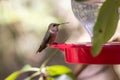 A hummingbird is perched on a red bird feeder Royalty Free Stock Photo