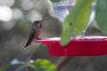 A hummingbird is perched on a red bird feeder Royalty Free Stock Photo