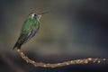 Hummingbird perched on a tree branch Royalty Free Stock Photo