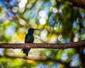 Hummingbird perched on tree branch