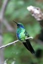 Hummingbird Royalty Free Stock Photo