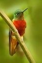 Hummingbird from Peru. Orange and green bird in the forest. Hummingbird Chestnut-breasted Coronet, in the forest. Beautiful Royalty Free Stock Photo