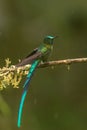 Long tailed sylph