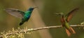 Chestnut breasted coronet versus Sparkling violetear Royalty Free Stock Photo