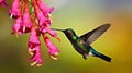 Hummingbird with pink bloom in forest habitat. Colibri thalassinus, flying in the nature tropical wood habitat, red flowe.