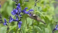 Hummingbird Pollinating as he Feeds on Sage Royalty Free Stock Photo