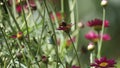 Hummingbird pollinating red gerbera