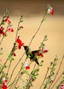 Hummingbird pollination feeding flowers