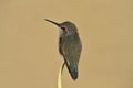 Hummingbird portrait with surrounding copy space Royalty Free Stock Photo