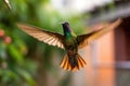 hummingbird practicing flying skills, hovering and darting around the yard