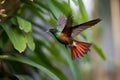 hummingbird practicing flying skills, hovering and darting around the yard
