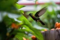 hummingbird practicing flying skills, hovering and darting around the yard