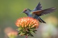 hummingbird preciously perched on flower, with its tiny feet in the air Royalty Free Stock Photo