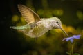 Hummingbird profile with blue flower