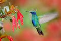 Hummingbird with red bloom forest habitat. Green Violet-ear, Colibri thalassinus, green hummingbird flying in the nature tropic w