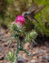 Hummingbird and red flowering thistle in Northern Arizona