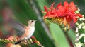 Hummingbird and red flowers Royalty Free Stock Photo