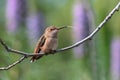 Hummingbird resting on a branch