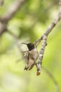 Hummingbird resting after drinking nectar