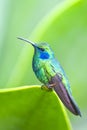 The hummingbird resting on a leaf