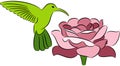 Hummingbird and rose